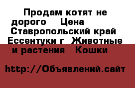 Продам котят не дорого. › Цена ­ 4 500 - Ставропольский край, Ессентуки г. Животные и растения » Кошки   